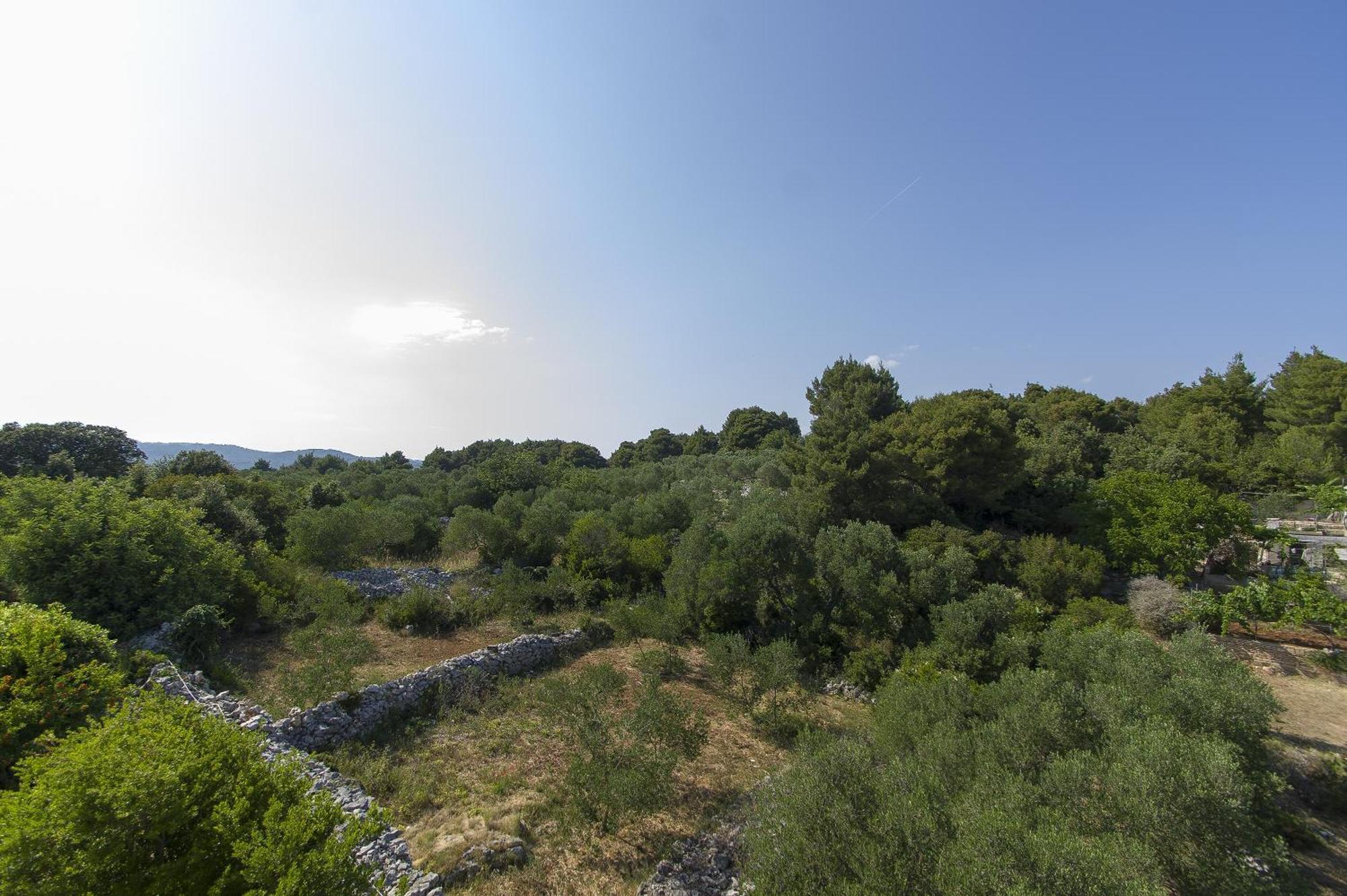 Olea * Lumbarda